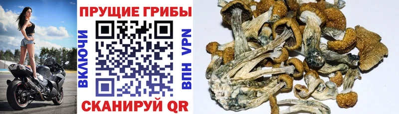 Галлюциногенные грибы Magic Shrooms  Пущино 
